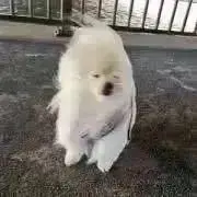 inuの画像