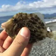テトラの画像