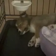 あよたの画像