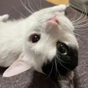 ちゃちゃ