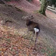 メロンソーダ