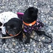 pipi❤︎の画像