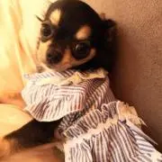 みかん