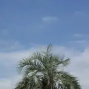 TOMの画像
