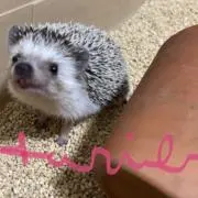 SAの画像