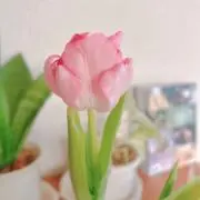 merciの画像