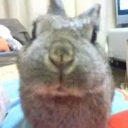 rabbitpumaの画像