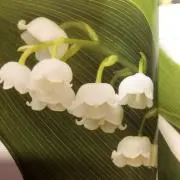 さなぽん