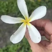 igcの画像