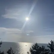 ぽむの画像