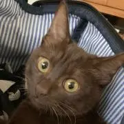 くりたんの画像