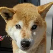 あんちゃん
