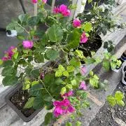 TX@ご希望価格をお知らせくださいの画像