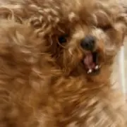 おあつらえむきの画像