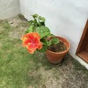 agehaの画像
