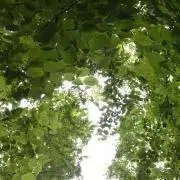すみっコの画像