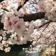 ゆり