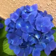 ブルー