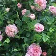 Hikariの画像