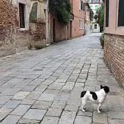 あや