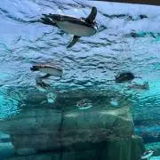 ピノコの画像