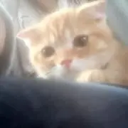 茶々丸の画像