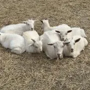 ナタデココの画像