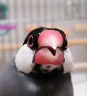 こっぺぱん