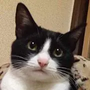 猫❤︎