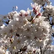 SAKURAの画像