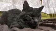 ジャジャマルの画像
