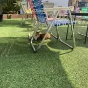 はなの画像