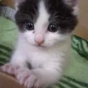 tomo