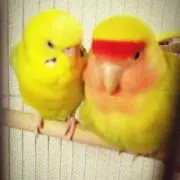 まりも