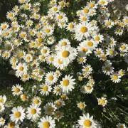 sa♡の画像