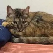 フレディ