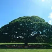sahoの画像