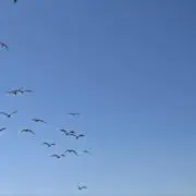 ハマキチの画像