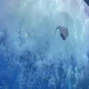 MAIの画像