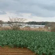 ryoyu