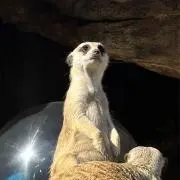 やゆよ【即購入可】の画像