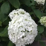アナベル