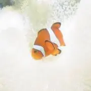 nikiの画像