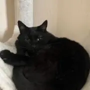 ぽんの画像
