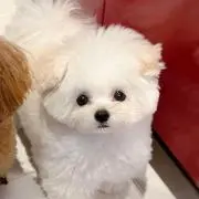 ぽめろうの画像