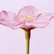 hahaの画像