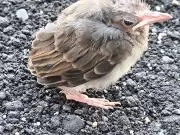 ムササビの画像
