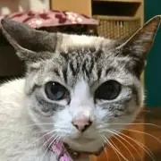 もち(土日祝日は発送できません)の画像
