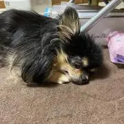 ミッキーの画像