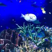 コアラのマーチ
